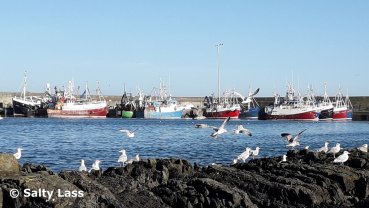 Gulls by the shore