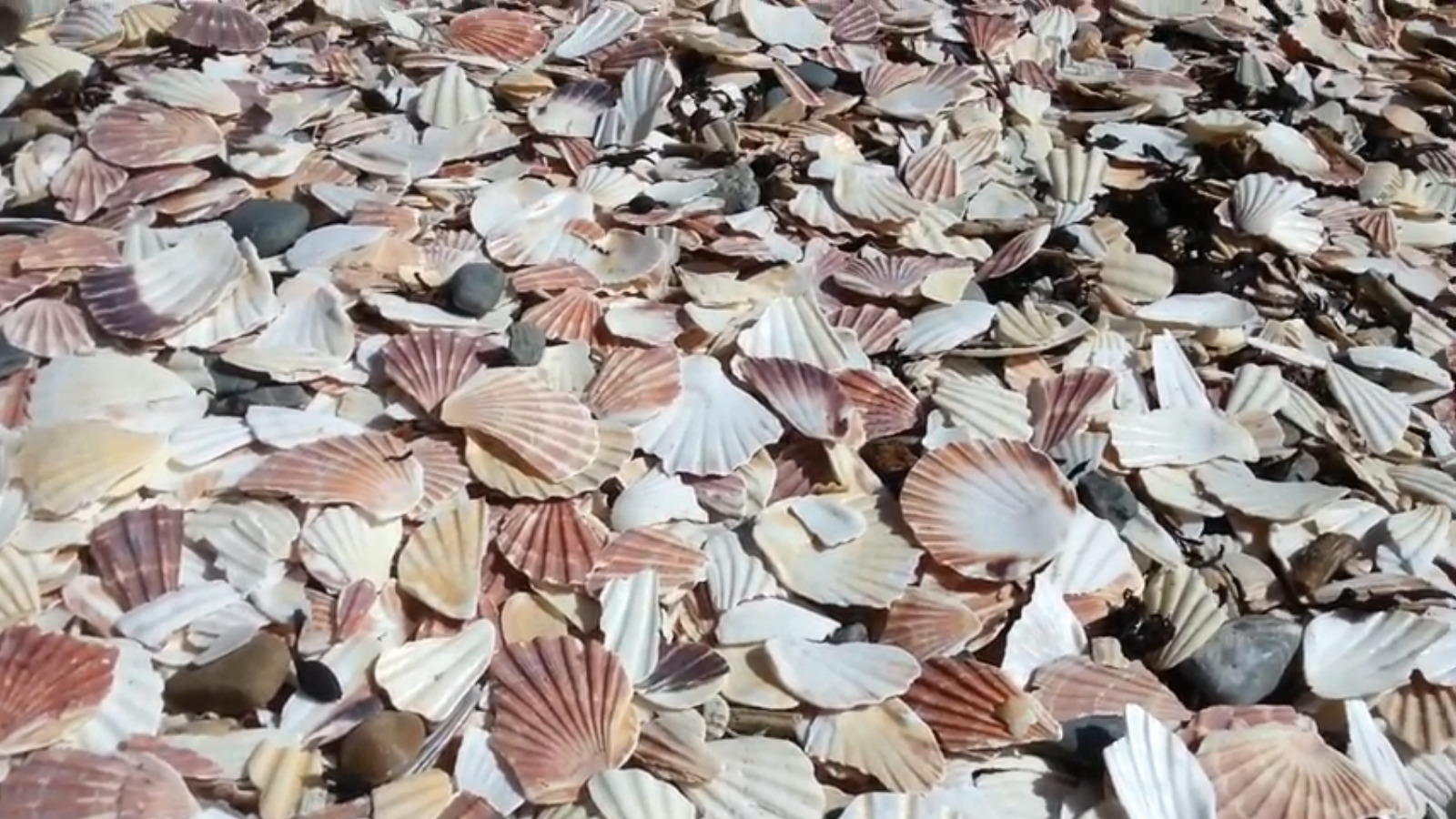 Shells on the beach